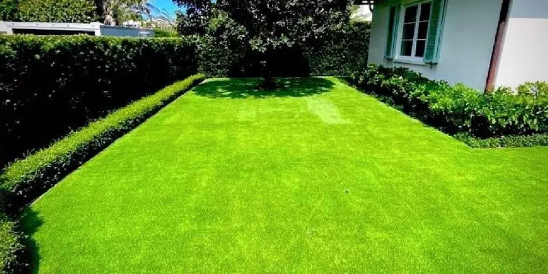 synthetic grass and dogs