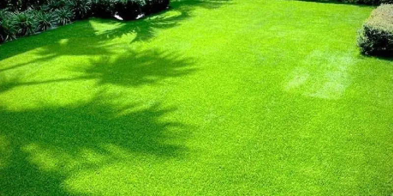 artificial lawn for dogs