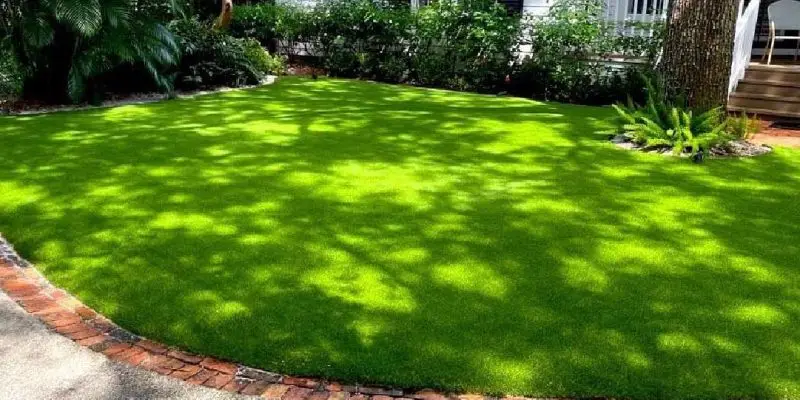 turf for grass