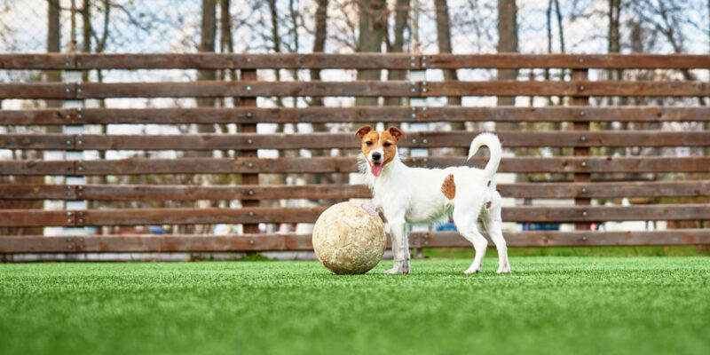 synthetic grass for dogs