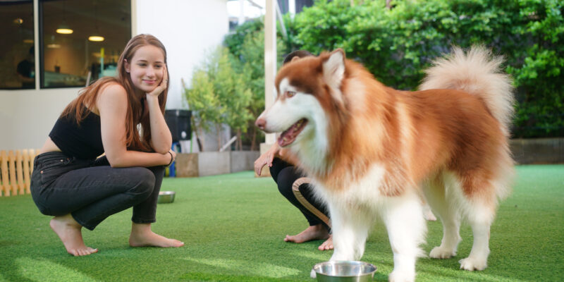 artificial grass for pets
