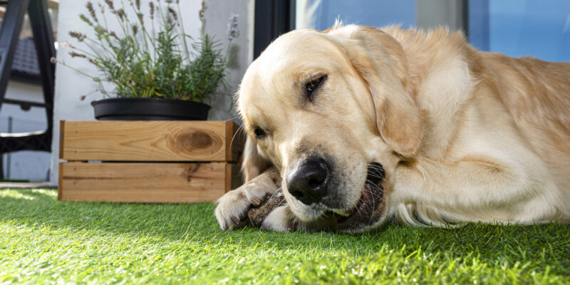 Astro Turf for Dogs