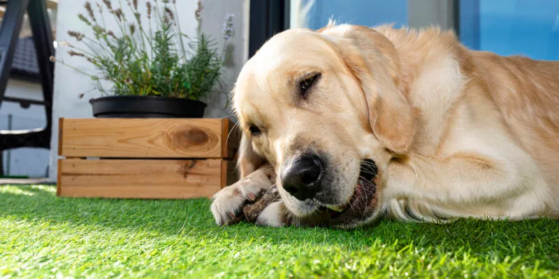 Astro Turf for Dogs