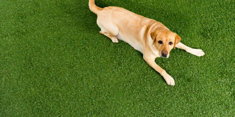 Astro Turf for Pets