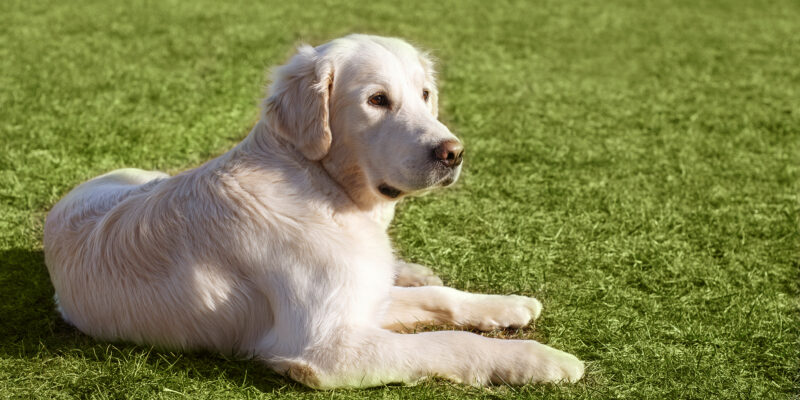 Artificial grass for dogs