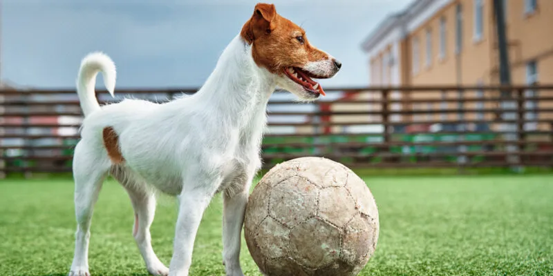 best artificial grass