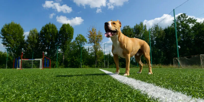 American Staffordshire Terrier on artificial grass in a dog-friendly environment, showcasing a vibrant landscape ideal for pet play and lawn maintenance.