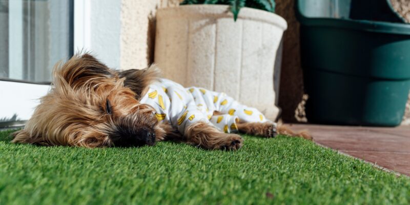 Small dog wearing pajamas sleeping on artificial grass